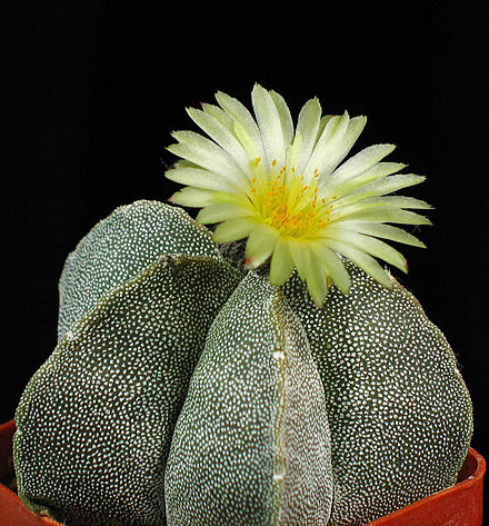 440px-Astrophytum_myriostigma_first_flower.jpeg